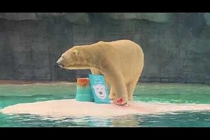 Inuka the polar bear celebrates 27th birthday at Singapore Zoo