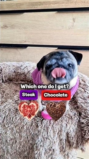 Steak 🥩 or Chocolate 🍫?