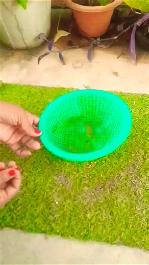 DIY plant 🌱🌳 hanging #gardening #garden #diy #home #trending #short