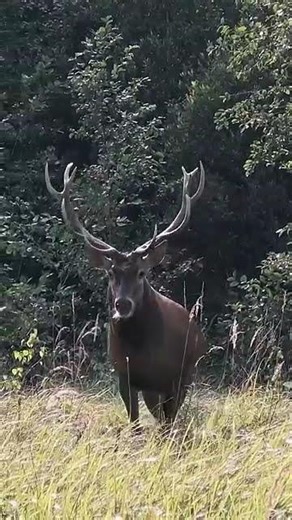 Red Stag Hunting | Caccia al cervo rosso | Chasse au cerf élaphe