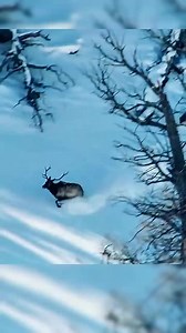 181K views · 977 reactions | Perro vs alcé #virals #animalkingdom #animals #shorts #animal #animalsalvaje #vidasalvaje #alcé #licao | Para reír y aprender | Facebook