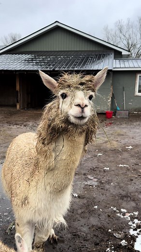 It’s a signature look