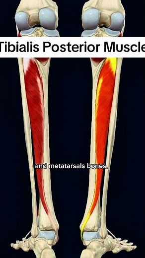 Tibialis posterior #muscle #anatomy