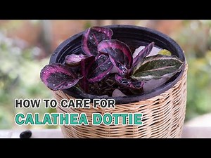 How to care for Calathea Dottie 🌿