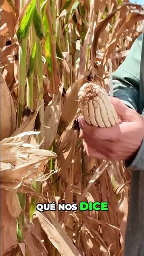 Split Nutrition and Harvesting: Results Revealed!