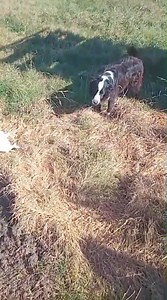 Atención! APARECIÓ ESTE PERRO EN ESTANCIA EL PEHUAL- PIEDRITAS. --Como se ve, está bien cuidado. --Comunicarse al celular 3388 432334. --Martes 13 Enero 2026. | Noticias en El Face.