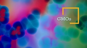GMOs