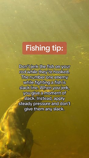 Steady pressure! Don't rip your rod up and down to try and horse the fish! You risk line breaking or the fish popping off! | Mystery Tackle Box