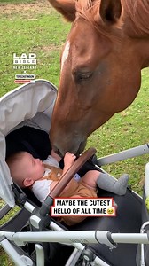 Gentle giant meets tiny human 🐴👶 | LADbible New Zealand