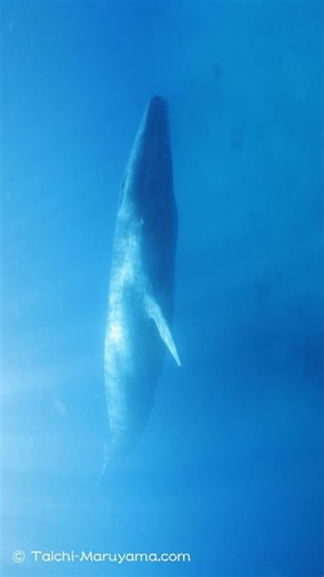 かなり珍しい浅瀬を泳ぐシロナガスクジラ🐋