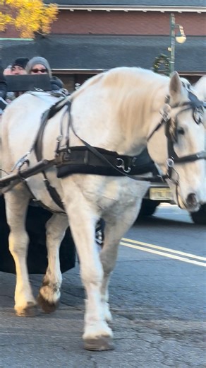 ✨🐴 Holiday Magic in Downtown Summit 🐴✨ If you’re supporting Downtown Summit or waiting in line for the horse & carriage rides this weekend, pop by the Peter Wallburg Studios window at 15 Beechwood Road! The studio is glowing with: ✨ Headshot inspiration (perfect for the new year) ✨ Family portrait ideas ✨ Gift cards for unforgettable sessions ✨ And plenty of samples (and maybe even an Elf) to spark your next great photo moment Whether you’re just soaking in the holiday magic or looking for the
