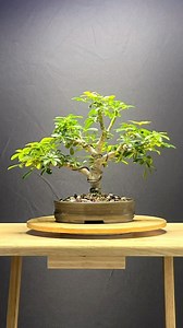 10K views · 373 reactions | Getting a little into the dwarf umbrella. I had fun with this tree! Defoliation made more compact growth and smaller leaves. Let’s see if it grows aerial roots!! Only do this when your tree is strong and healthy. Ideally summertime. Potter: @jas.pots #bonsai#bonsaiart#bonsaiartist#bonsaistyle #defoliation#tropicaltrees#umbrellatree#umbrellaplant#bonsaistyle | Tropicana Bonsai | Facebook
