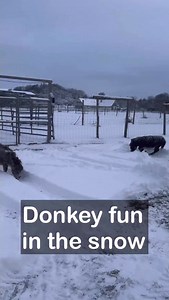 Our mini donkeys making funny moves in the snow ❄️❄️❤️❤️❤️ #donkeyfarm #donkeyfun #rosita | Ove Jensen