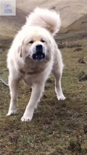 Tibetan Mastiff: The Beast of the Himalayas