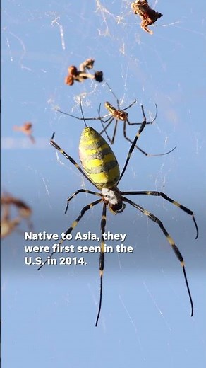 Joro spiders: What to know about the big, flying arachnids #Shorts