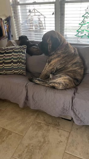 Giant Brindle Mastiff Lounging on the Couch Compilation
