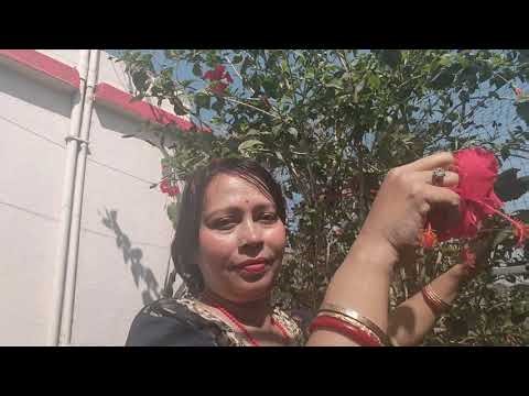 🌺 Beautiful Hibiscus Flower Harvesting from Terrace Garden | Living Nature |