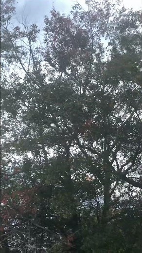 Wind Sound #nature #windsound #cool