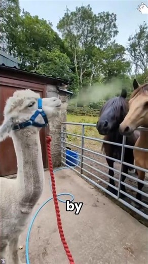 This animal can spit in your face