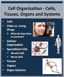 Cell Organization - Cells, Tissues, Organs, and Systems - PowerPoint Lesson