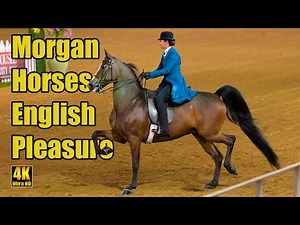 Morgan English Pleasure Open at Carousel Charity Horse Show