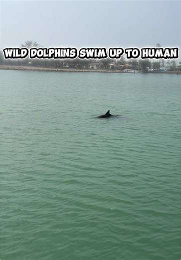 Dolphins Swimming Up Close: A Dream Come True