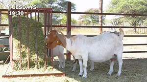 The Agric Show Tuesday @19:30 Join us as we talk "Care and Management of Goats" with Bushra Stud - Kalahari Reds & Boer Goats. #temothuo #theagricshow #ytvbotswana #ytvwhereentertainmentlives | YTV Botswana