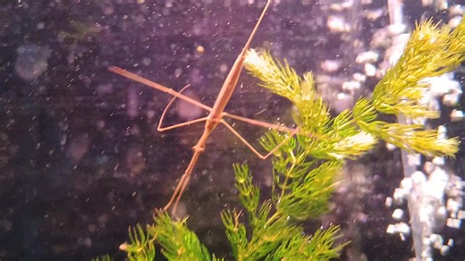 This was the insect... | The Real Uncle Ned's Fish Factory