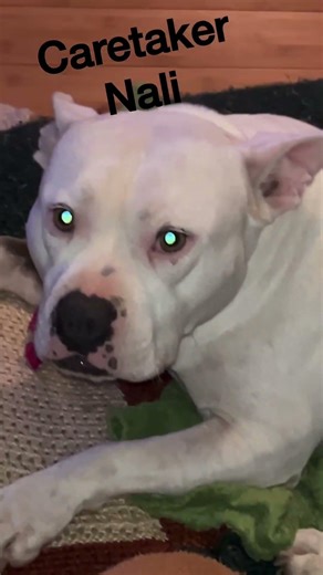 Caretaker on duty@annsuematthews