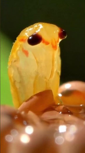 Nature’s Aquatic Marvel: The Giant Water Bug