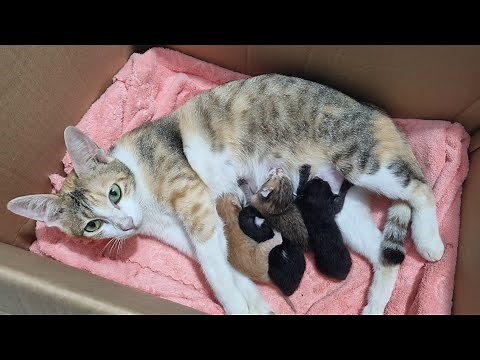 Quá trình Ngầu đẻ, đỡ đẻ cho mèo (vì sao mèo mẹ ăn thịt mèo con)