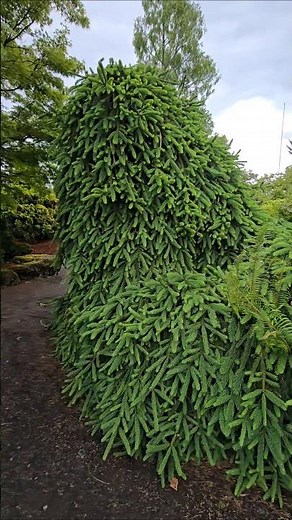Frohburg Norway Spruce #gardening #conifers #design #landscaping #gardendesign #oregon