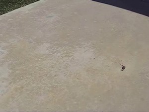 World's Fastest Snail