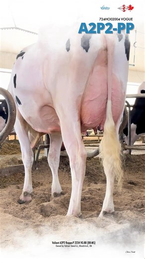 A2P2- Cows breeders love to milk! | Select Sires Canada