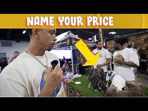 Rare And Exotic Frenchie | Husky Looking Frenchie