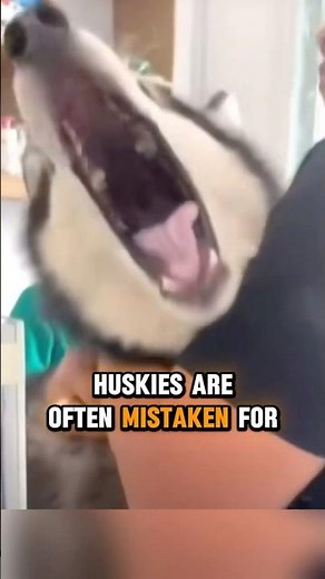 🐾 Husky: the dog with a hidden intelligence most people miss 🐺🧠 #husky #dogshorts #dogfacts