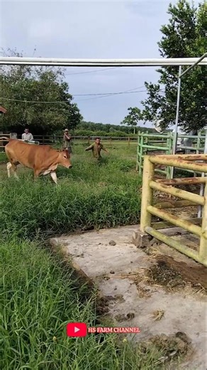 the sound of a cow funny mooing videos part 53 #cowsound #cow #shorts