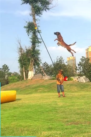 6K views · 87 reactions | Belgian Malinois: The Ultimate Athletic Dog Breed | Beagleholic | Facebook