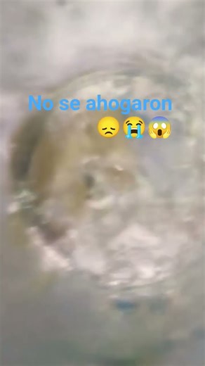 no noooooooooooooooo oooo noooooooooooooooo