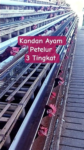 Begini Bentuk kandang ayam petelur 3 tingkat