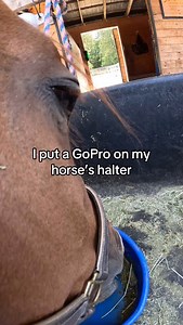 14K views · 37K reactions | A day through Milo’s eyes  I saw @todaywithgus do this and thought it was the cutest thing ever so I had to give it a try. Going to try it with a few others in the herd, too. It’s way too cute! Watch to the end to see my GoPro survive something unexpected  | Milestone Equestrian | Facebook