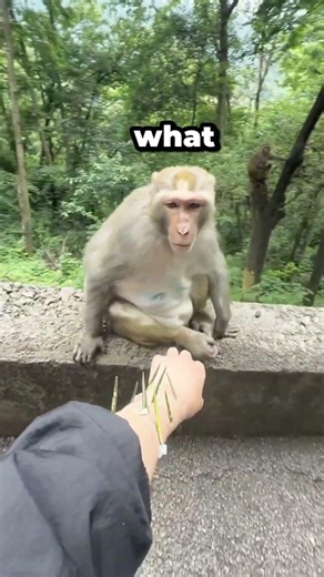 Can Monkeys Feel Human Pain? 🐒❤️ #shorts