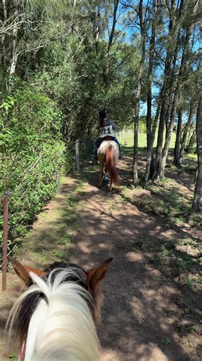 🧡 #horseriding #horses #riding #qh