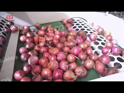 Onion Grading Sorting Processing Machine