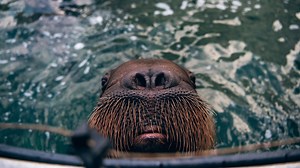 One man’s quest to save a walrus, as the debate around marine mammal captivity evolves in Canada. Watch 'The Last Walrus' Friday at 9 pm on CBC/CBC Gem. | CBC Docs