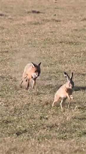 Animals Attack Zone: Silent Strike: Fox Captures Hare in Seconds