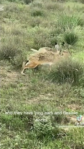 European Hare :Facts, Diet and Distribution #hare #wildlife