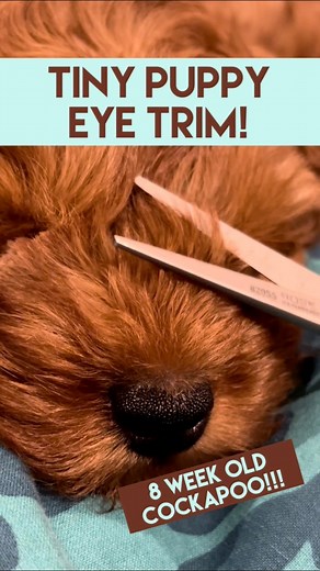 216K views · 1K reactions | 冀冀TINY PUPPY EYE TRIM!冀冀 My new puppy Lenny is just 8 weeks old. He’d been with me for 24 hours when I HAD TO trim his eyes… if you’re a groomer you’ll understand why!!! Follow for more puppy grooming & tips!!! #lovemud #doggroomer #doggroomingtips #cockapoo #cockapoopuppy #puppygrooming #puppygroom #lennylooloo #ohmypuppyovaries #cutepuppy | Lovemud Dog Lady | Facebook