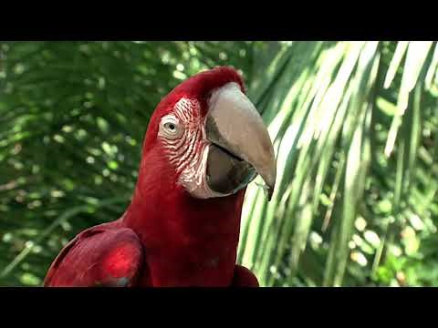 Música relajante con paisajes naturales -- Animales en la Selva