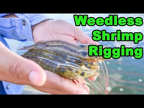 Shrimp Rigging: How To Rig Weedless Shrimp